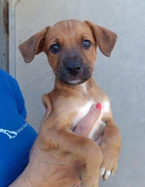 Mario im Tierheim Ransbach-Baumbach