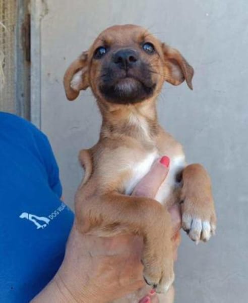 Mario im Tierheim Ransbach-Baumbach