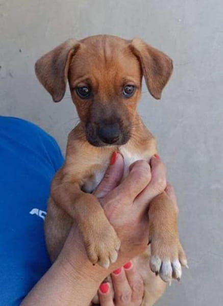 Mario im Tierheim Ransbach-Baumbach