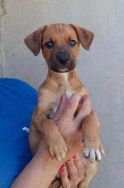 Mario im Tierheim Ransbach-Baumbach