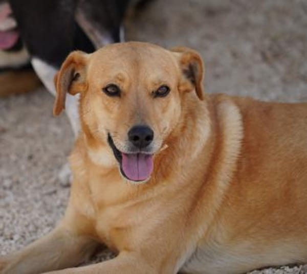 Jaqueline, in der Tierherberge Donzdorf