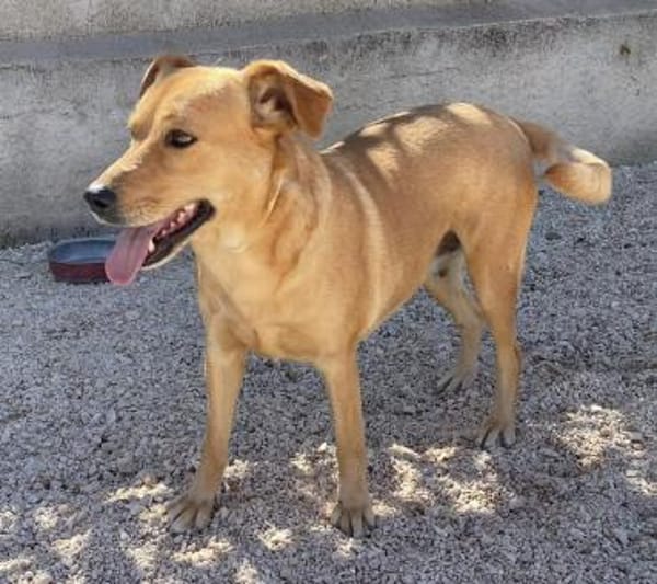 Jaqueline, in der Tierherberge Donzdorf