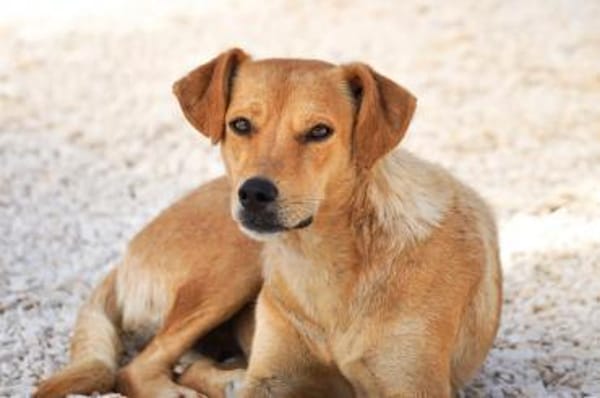 Jaqueline, in der Tierherberge Donzdorf