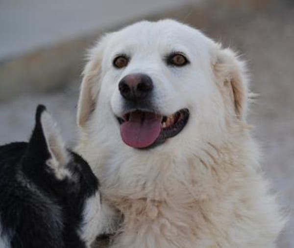 Bianca, Pflegestelle in Hessen