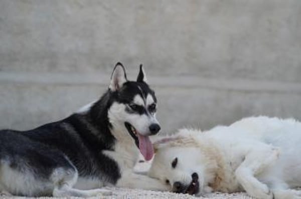 Bianca, Pflegestelle in Hessen