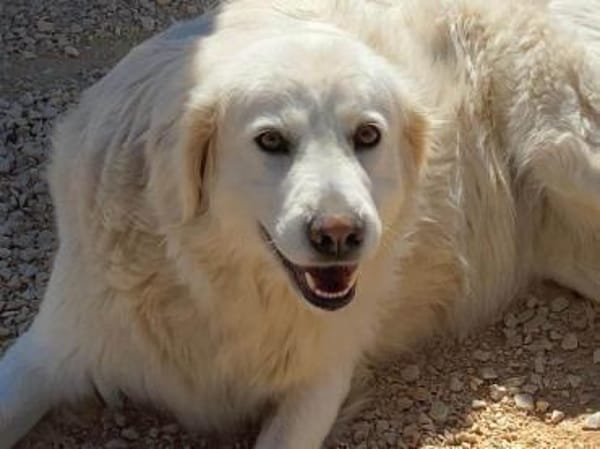 Bianca, Pflegestelle in Hessen