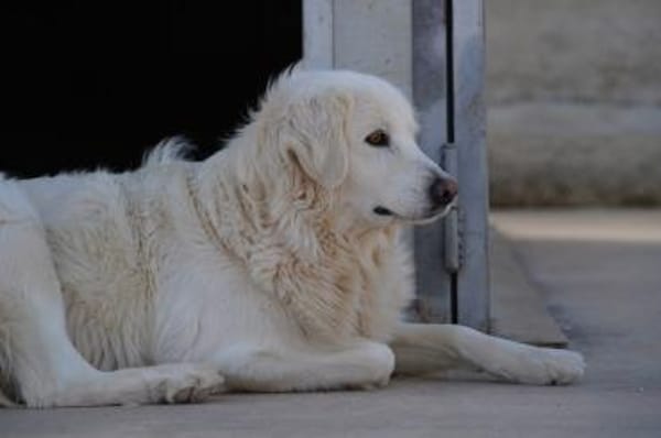 Bianca, Pflegestelle in Hessen