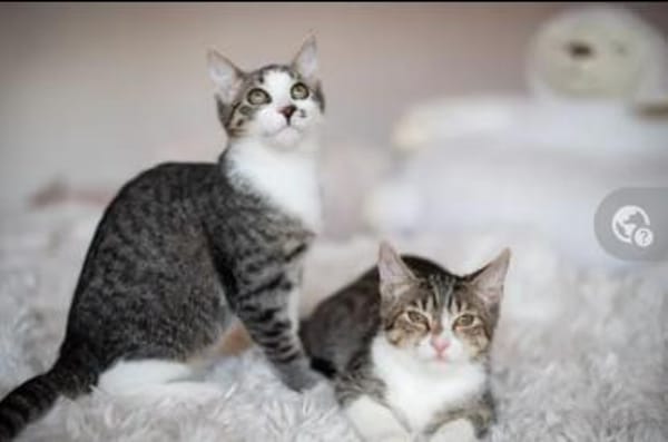 Bambu & Dalia  ein liebenswürdiges Team