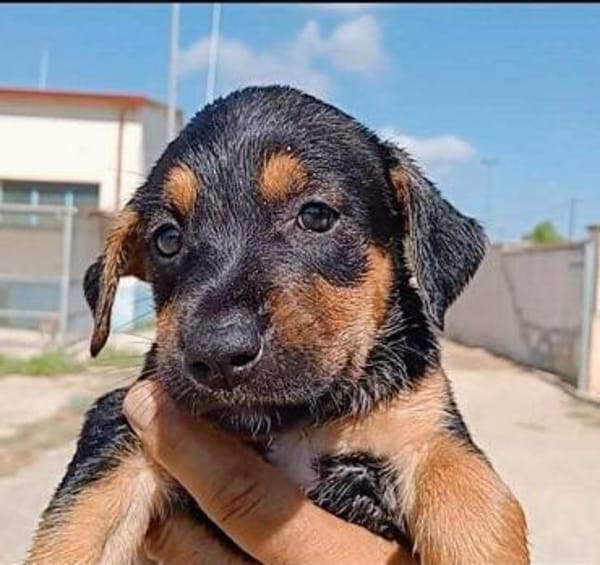 Michela im Tierheim Ransbach-Baumbach