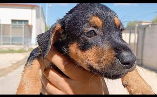 Michela im Tierheim Ransbach-Baumbach