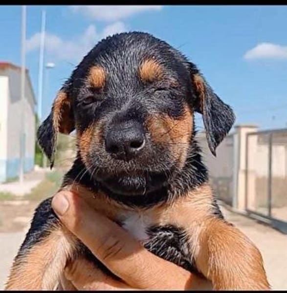 Michela im Tierheim Ransbach-Baumbach