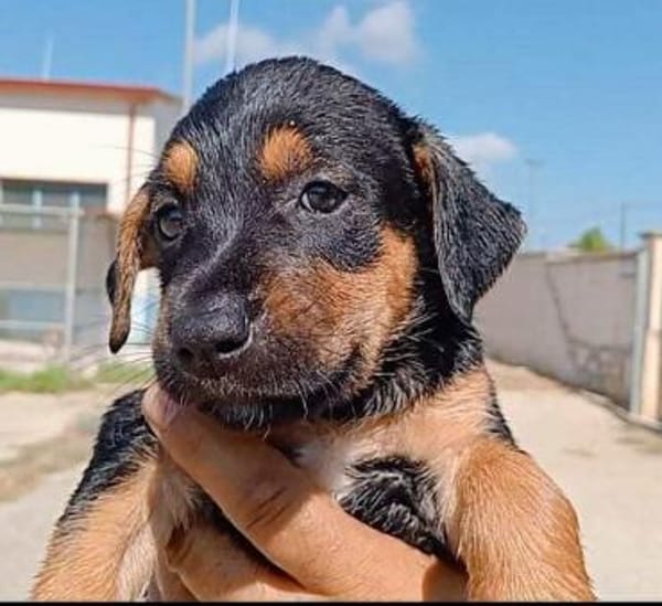 Michela im Tierheim Ransbach-Baumbach