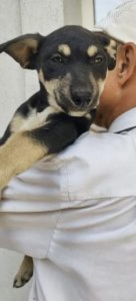 Padma 40 cm (Okt 25) Pflegestelle