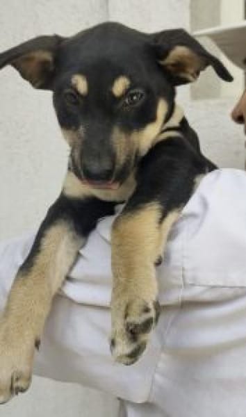 Padma 40 cm (Okt 25) Pflegestelle