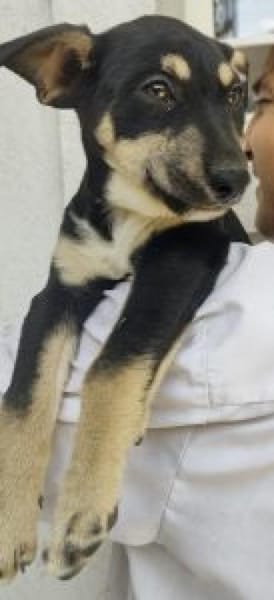 Padma 40 cm (Okt 25) Pflegestelle