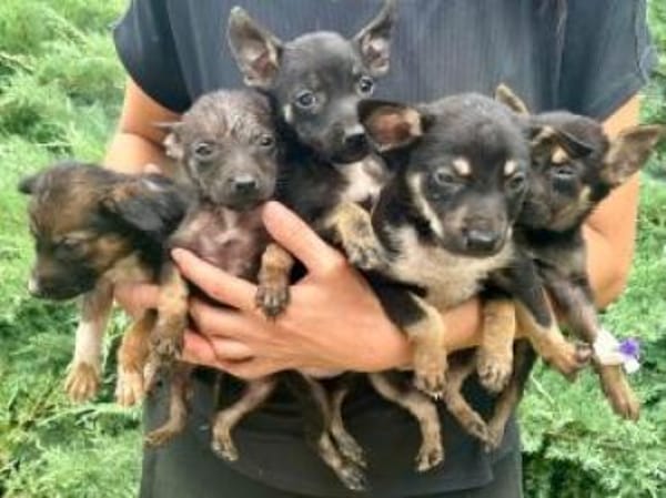 Padma 40 cm (Okt 25) Pflegestelle