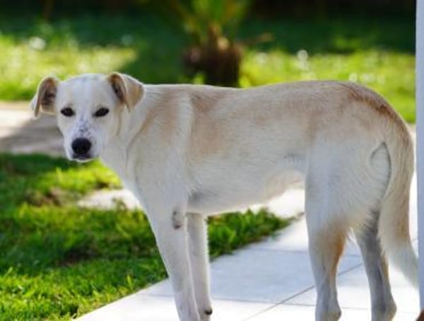 Morgana, Pflegestelle in Bayern