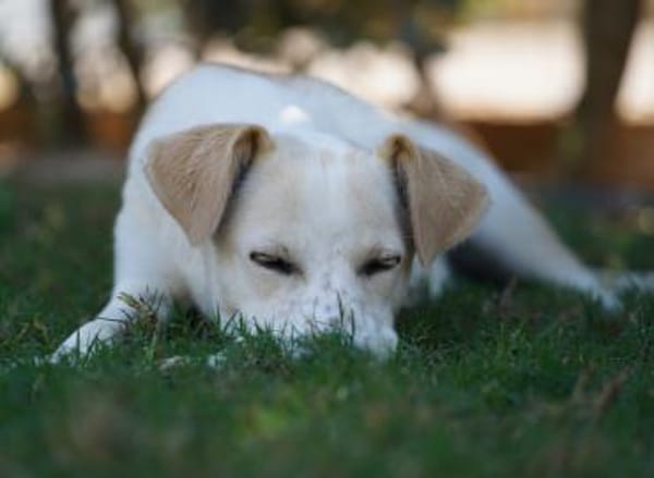 Morgana, Pflegestelle in Bayern