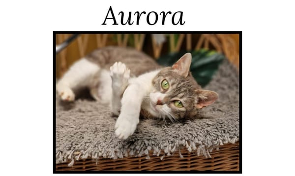 AURORA