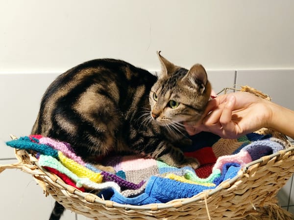 Bribri (en cours d'adoption)