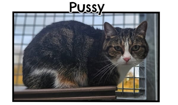 PUSSY(Réservée)