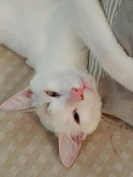 Lily Rose, la câline