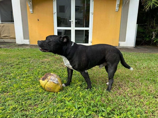 Rasta Rocquet, l'adorable toutou