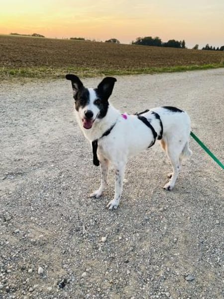 Clampy 9 Jahre 50 cm