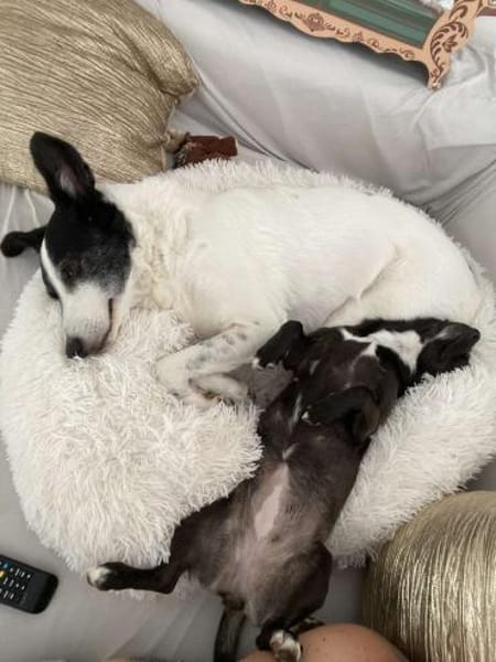 Clampy 9 Jahre 50 cm