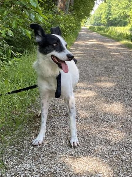 Clampy 9 Jahre 50 cm