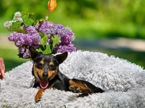 Apollo ❤ Schutzgebühr 500 Euro