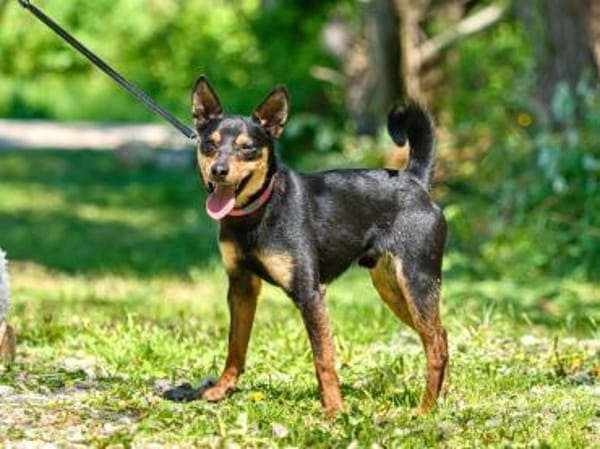 Apollo ❤ Schutzgebühr 500 Euro