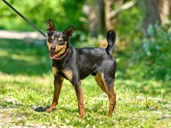 Apollo ❤ Schutzgebühr 500 Euro