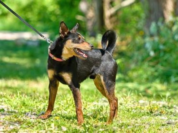 Apollo ❤ Schutzgebühr 500 Euro