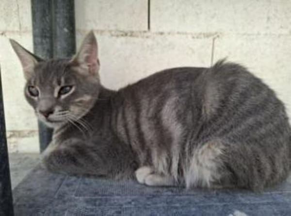 Kike - verspielt, lebhaft, gut gelaunt