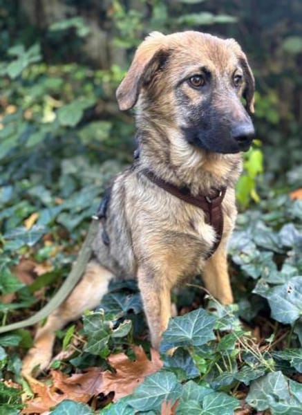 Zaubermaus Caya sucht ihre Menschen