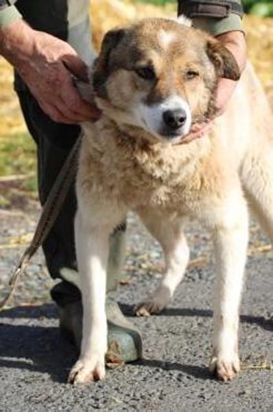 Khana - sehr kinderlieb u. verschmust