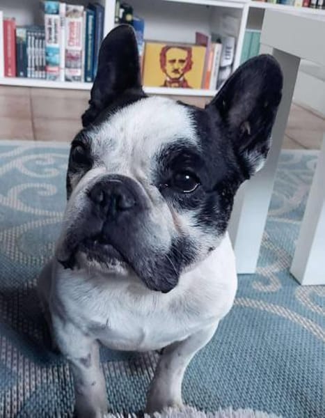 kleiner OLI sucht ein Zuhause