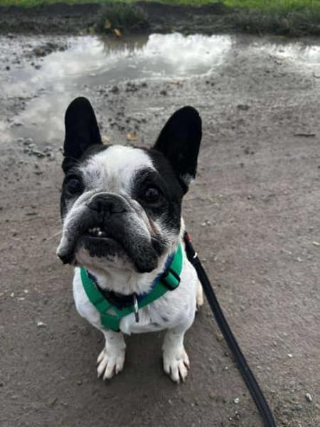 kleiner OLI sucht ein Zuhause