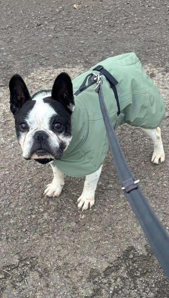 kleiner OLI sucht ein Zuhause