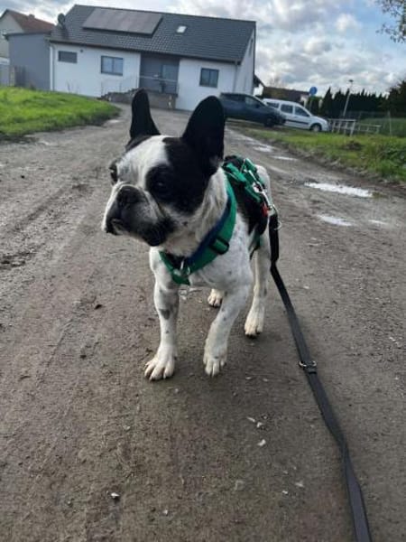 kleiner OLI sucht ein Zuhause