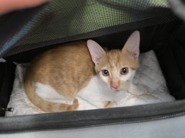 Kleine tapfere Katze Marley / ATAXIE