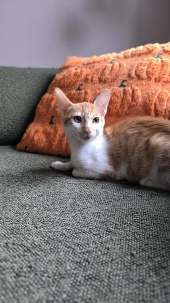 Kleine tapfere Katze Marley / ATAXIE