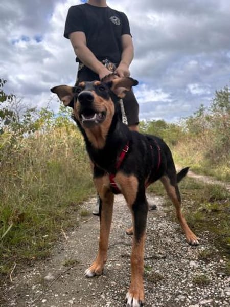 Kimi ❤ Schutzgebühr 500 Euro