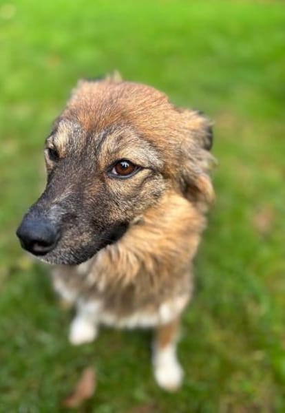 Nia sucht ihr Königreich