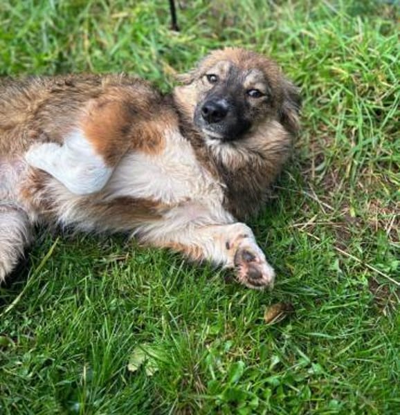 Nia sucht ihr Königreich