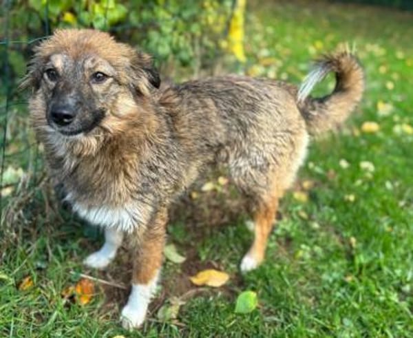 Nia sucht ihr Königreich