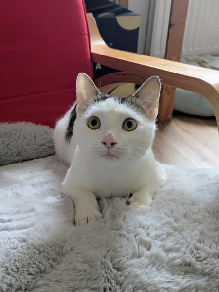 Süsser Kater Ramo 1 Jahr jung