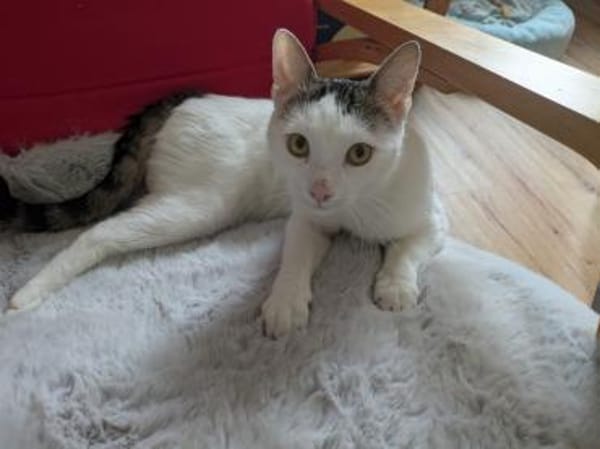 Süsser Kater Ramo 1 Jahr jung