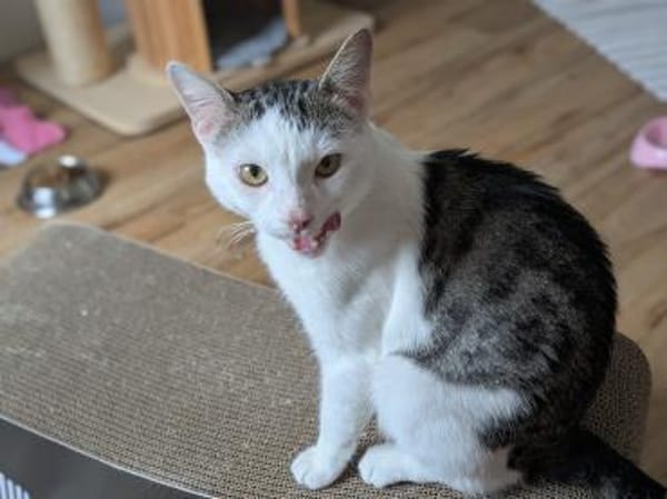 Süsser Kater Ramo 1 Jahr jung